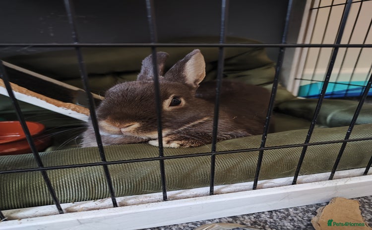 Netherland Dwarf rabbits - Advert 1