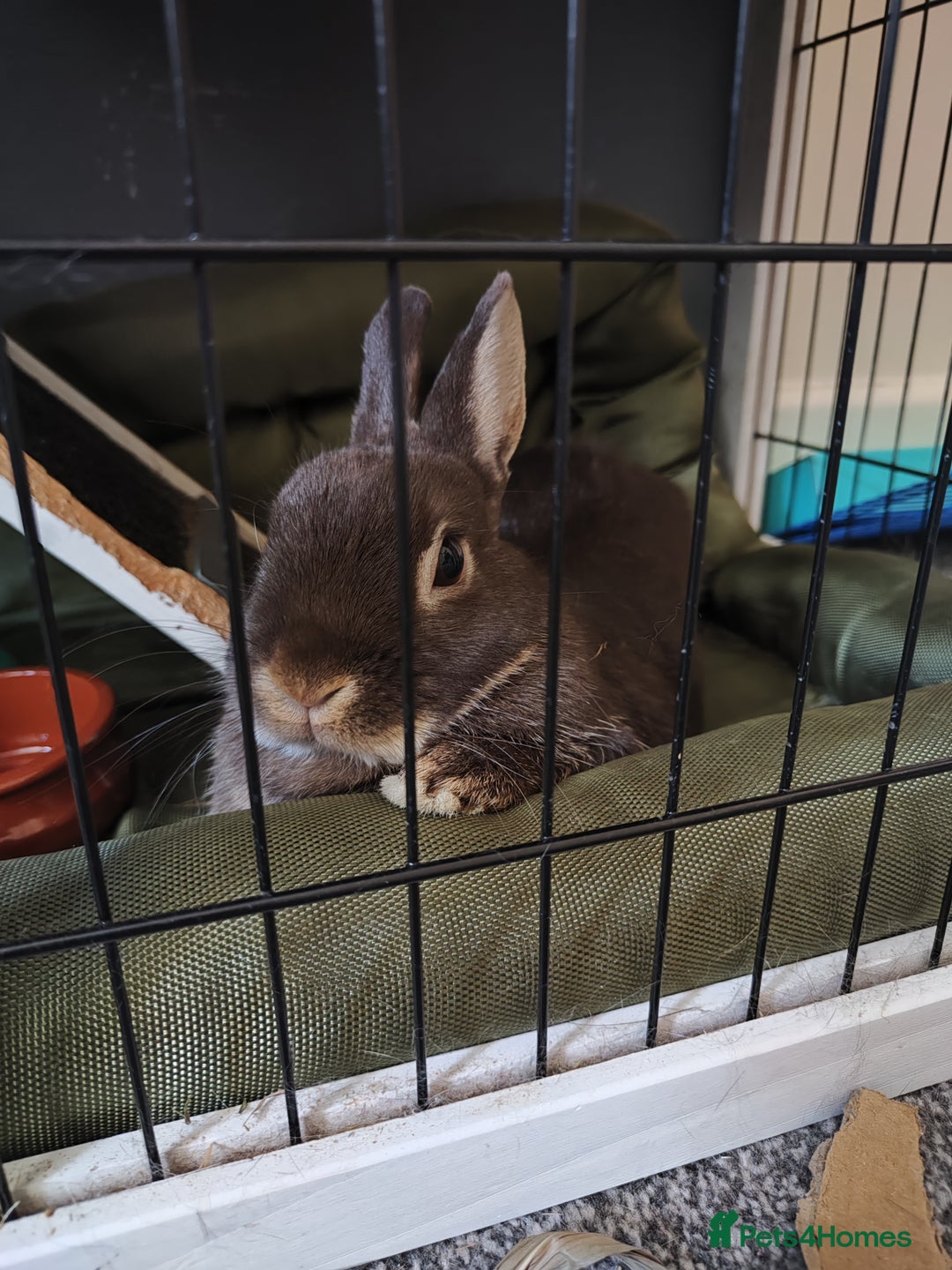 Netherland Dwarf rabbits for sale: Netherland Dwarf for sale with hutch   - Image 1
