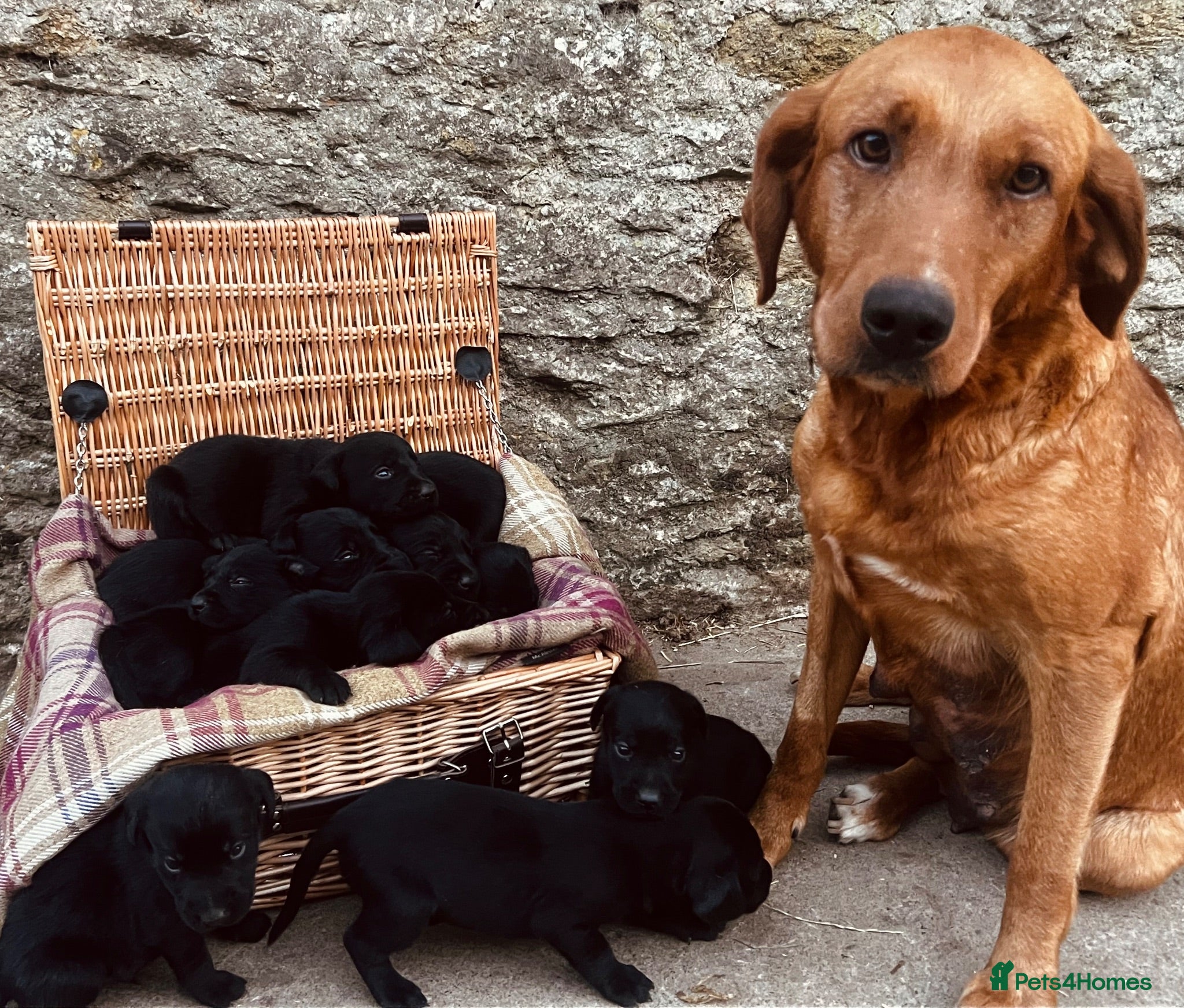 Labrador Retriever dogs Beautiful KC black Labrador puppies - Advert 2