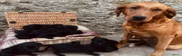 Labrador Retriever dogs for sale: Beautiful KC black Labrador puppies in Scarborough - Advert 5