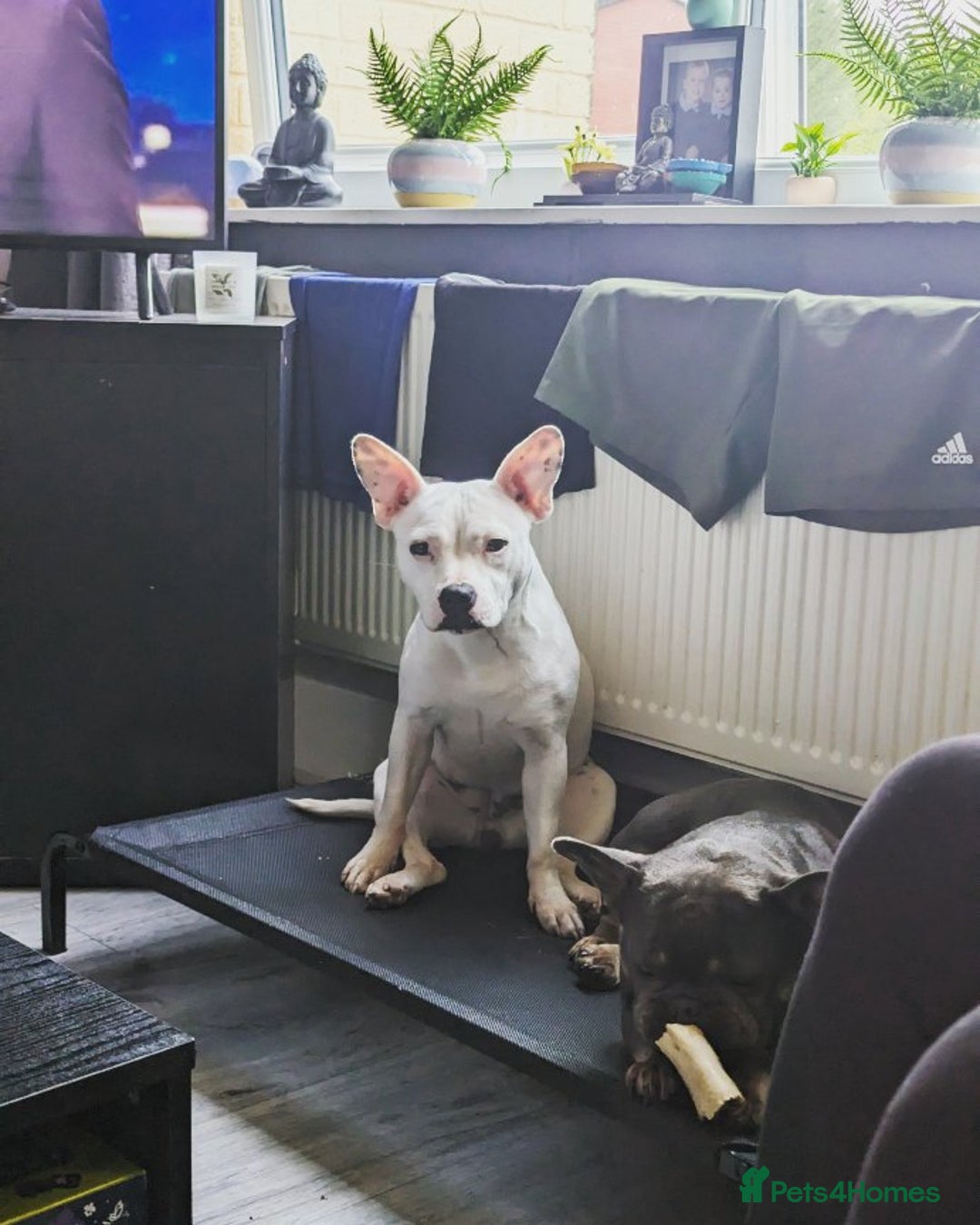 Mixed Breed dogs for sale: Bella needs a loving home  - Advert 3