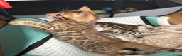 Bengal cats for sale: BEAUTIFUL BABY BENGALS FOR SALE  - Advert 8