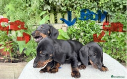 Miniature Dachshund dogs for sale: Miniature Dachshund - Image 2