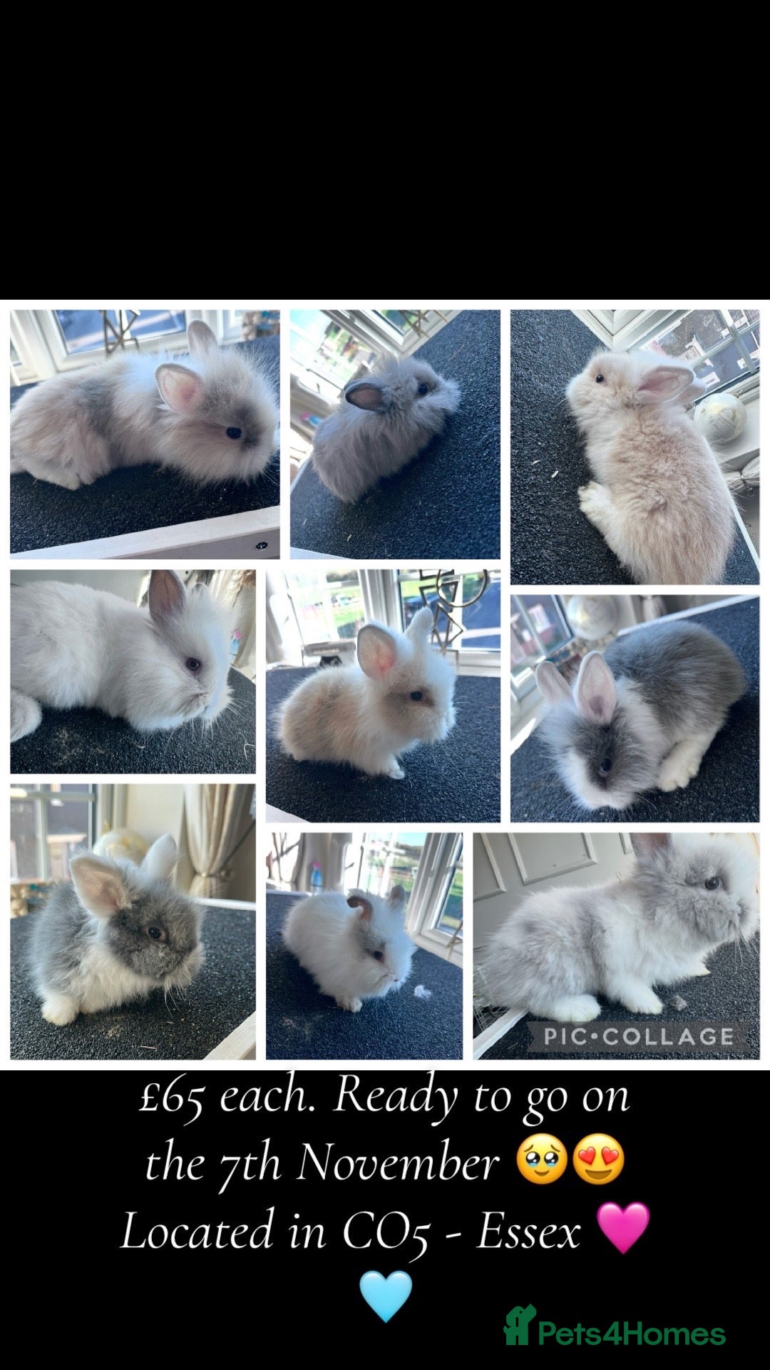 Lionhead rabbits for sale: Mixed lot of double main Lionhead bunnies 😍 - Advert 1