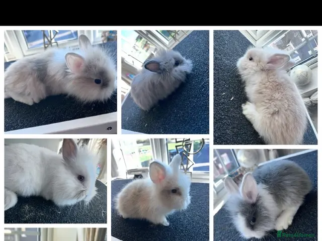 Lionhead rabbits for sale: Mixed lot of double main Lionhead bunnies 😍 - Advert 1