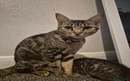 Mixed Breed cats for sale: 4 adorable kittens - Image 11