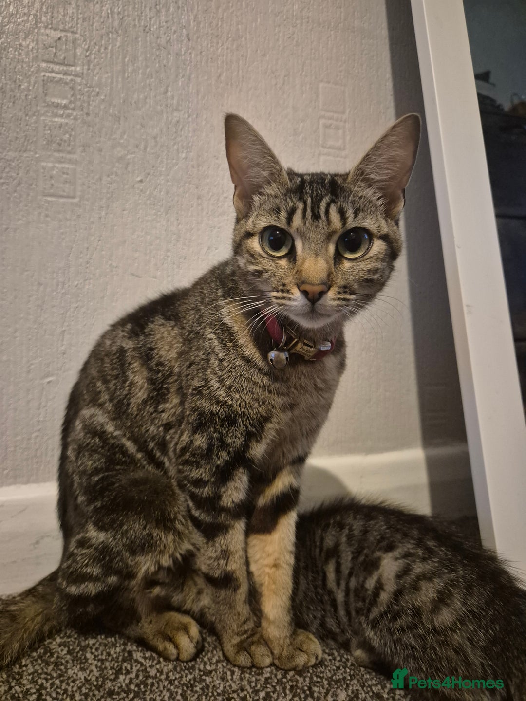 Mixed Breed cats for sale: 4 adorable kittens - Image 11