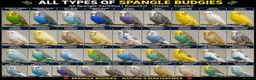 Mixed Breed birds for sale: Budgies - Advert 5