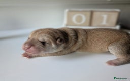 Shar Pei dogs for sale: Shar Pei Puppies - Ready 23rd December - Image 9