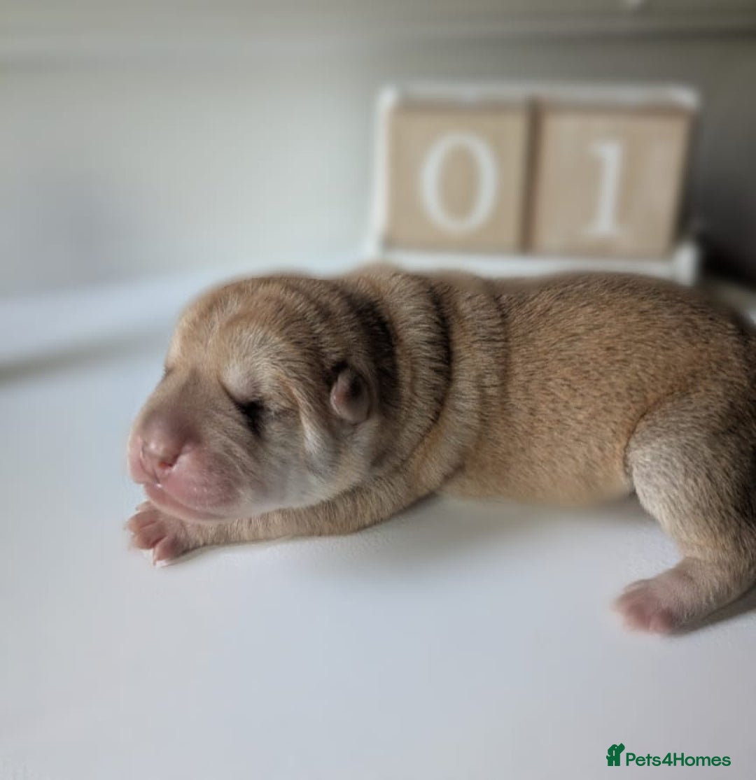 Shar Pei dogs for sale: Shar Pei Puppies - Ready 23rd December - Image 9