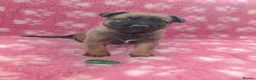 Mixed Breed dogs for sale: German Shepherd x Belgium Malinois Puppies  in Boston - Advert 15