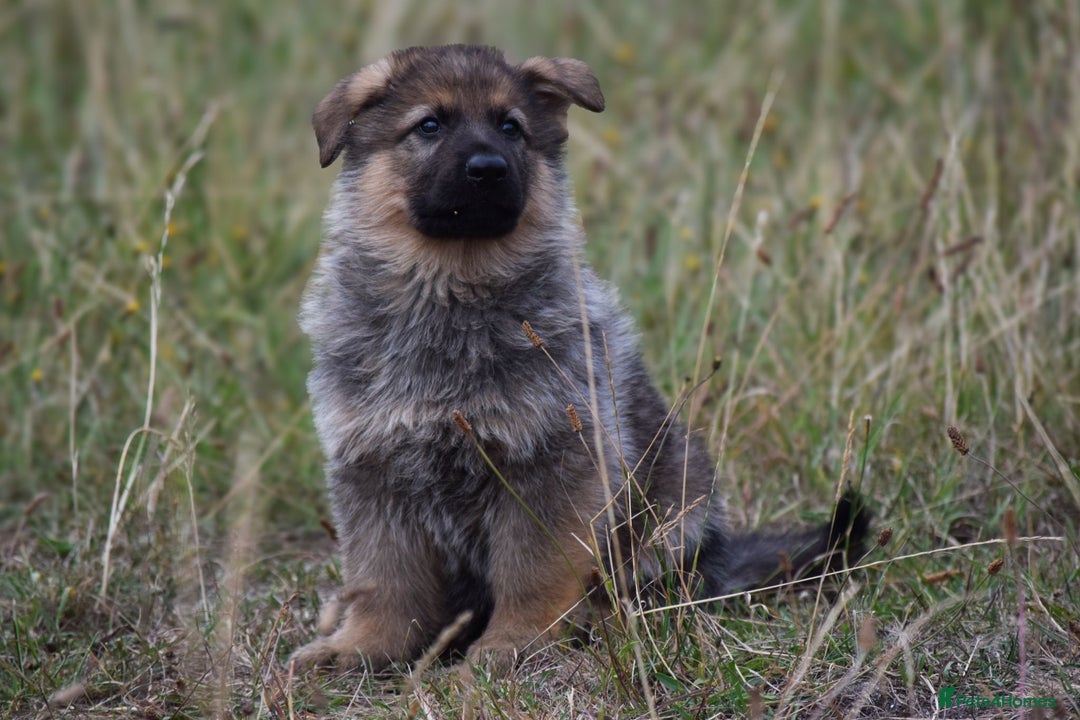 German Shepherd dogs for sale: Adorable big German Shepherd pups - Image 7