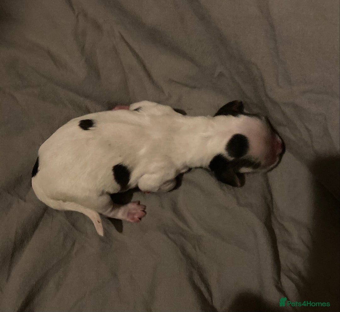 Cocker Spaniel dogs for sale: ‘Show Type’ Cocker Spaniel Puppies. KC Registered. - Image 7