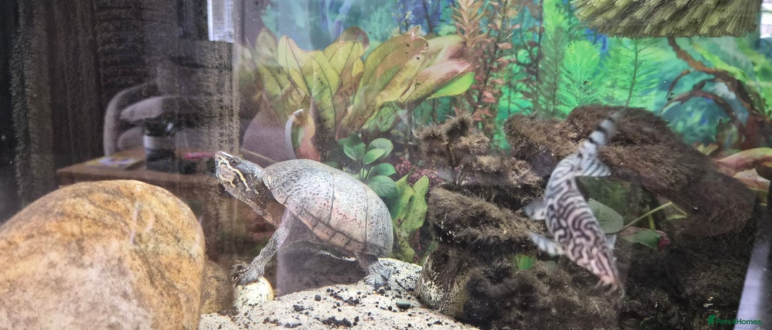 Terrapin reptiles for sale: Musk turtle to good home - Image 4