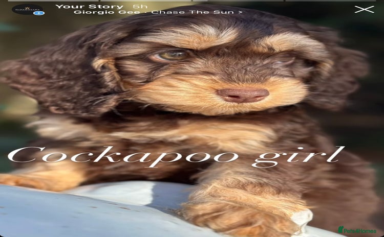 Cockapoo dogs - Advert 1
