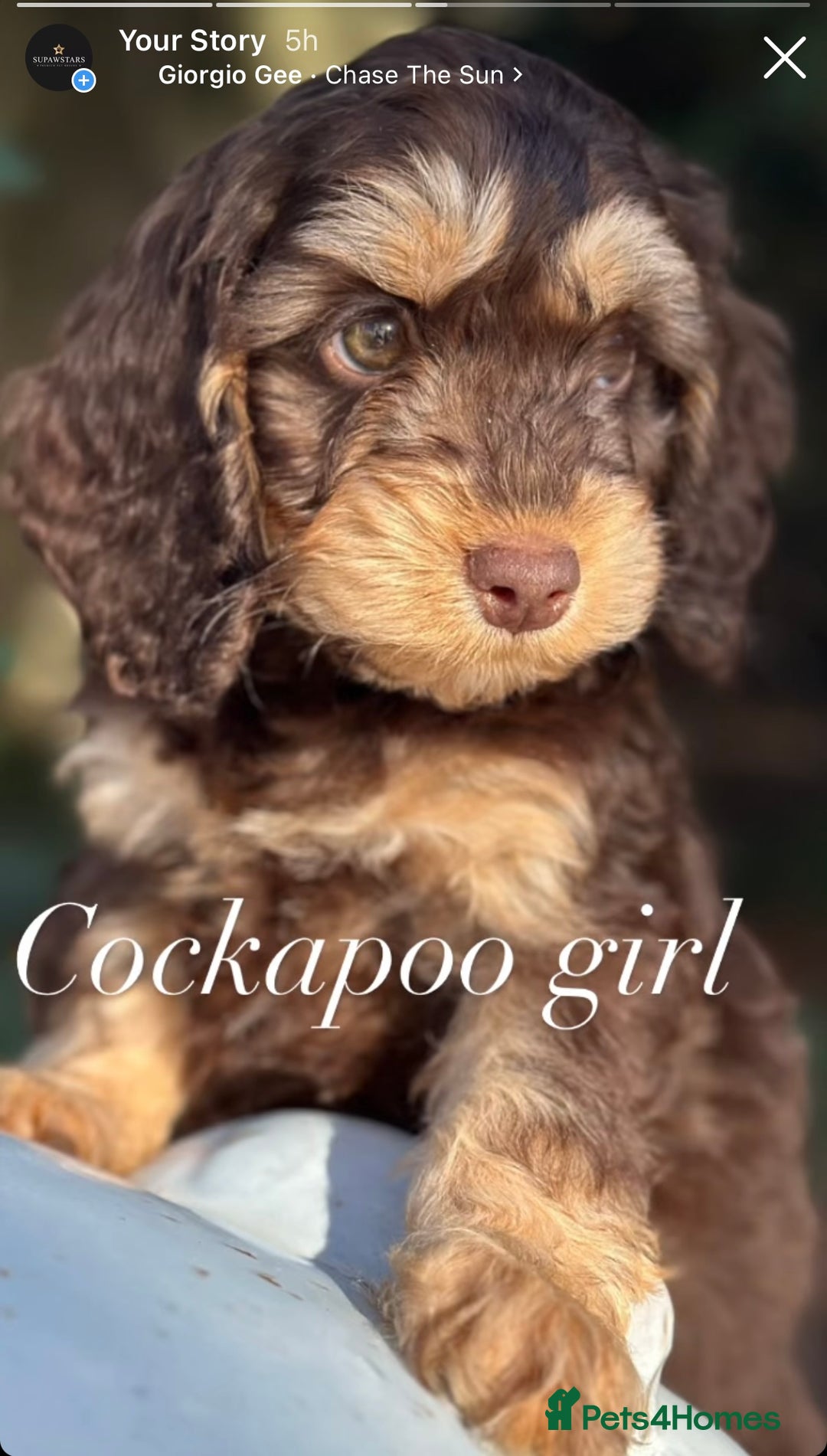 Cockapoo dogs for sale: Fabulously bred cockapoos  - Image 1
