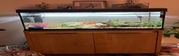 Goldfish fish for sale: Three foot fish tank and cabinet.  - Advert 6