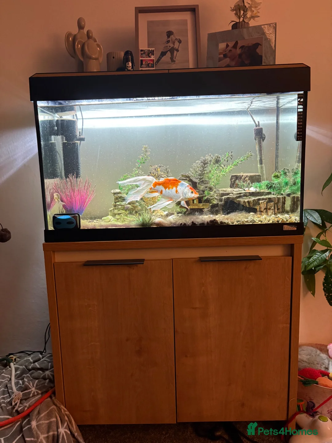 Goldfish fish for sale: Three foot fish tank and cabinet.  - Advert 6