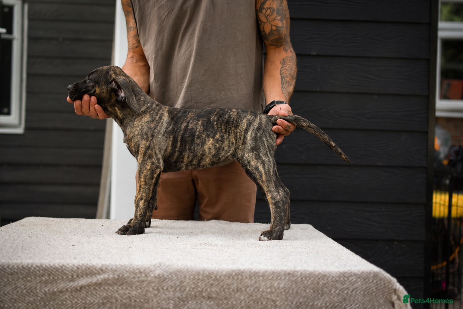 Presa Canario dogs Presa Canario puppies champion bloodlines - Advert 2
