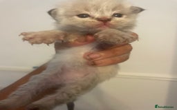Ragdoll cats for sale: Stunning Ragdoll kittens blue lnyx ready soon  - Image 13