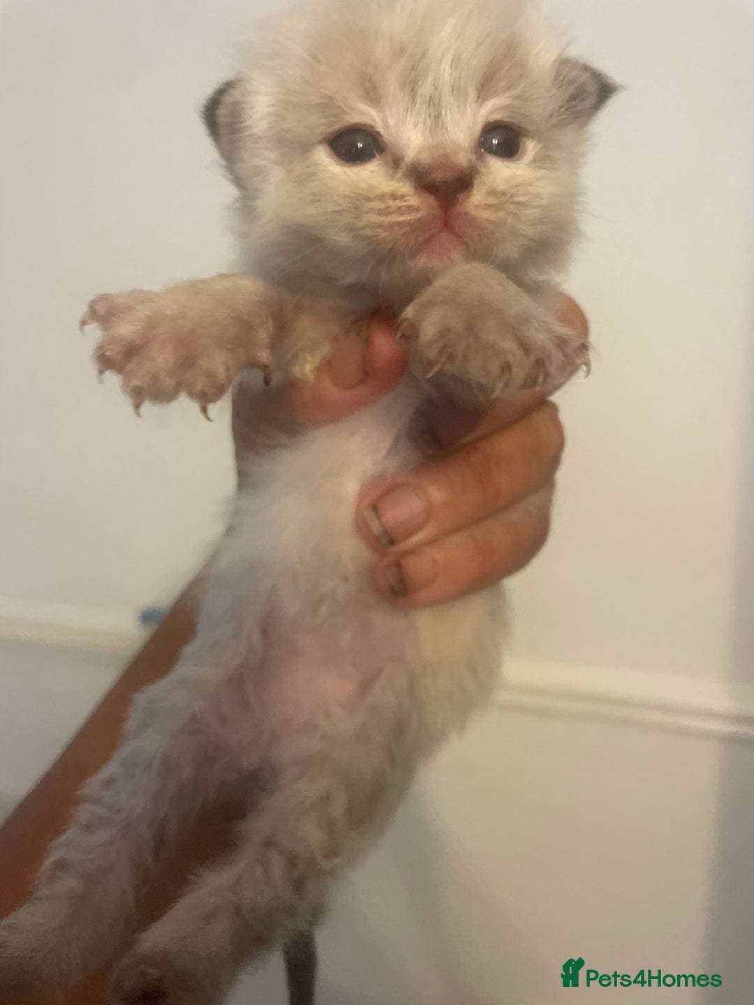 Ragdoll cats for sale: Stunning Ragdoll kittens blue lnyx ready soon  - Image 13