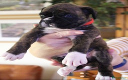 Boxer dogs for sale: KC Boxer Puppies for sale 4 Dogs 2 Bitches - Image 11