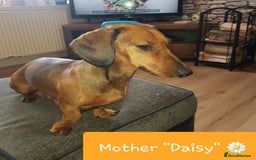Dachshund dogs for sale: READY NOW Dachshund Puppies - Image 5