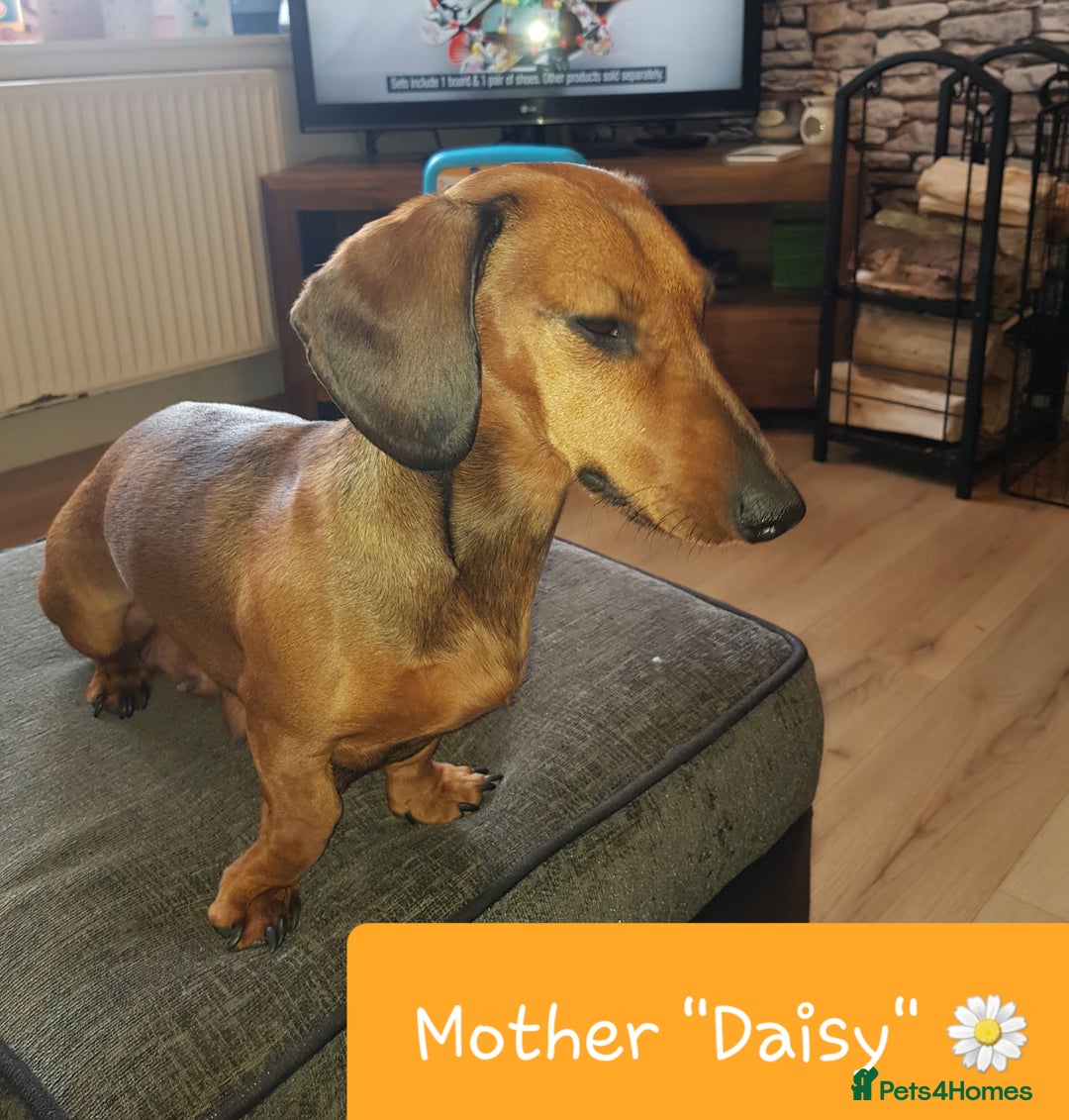 Dachshund dogs for sale: READY NOW Dachshund Puppies - Image 5
