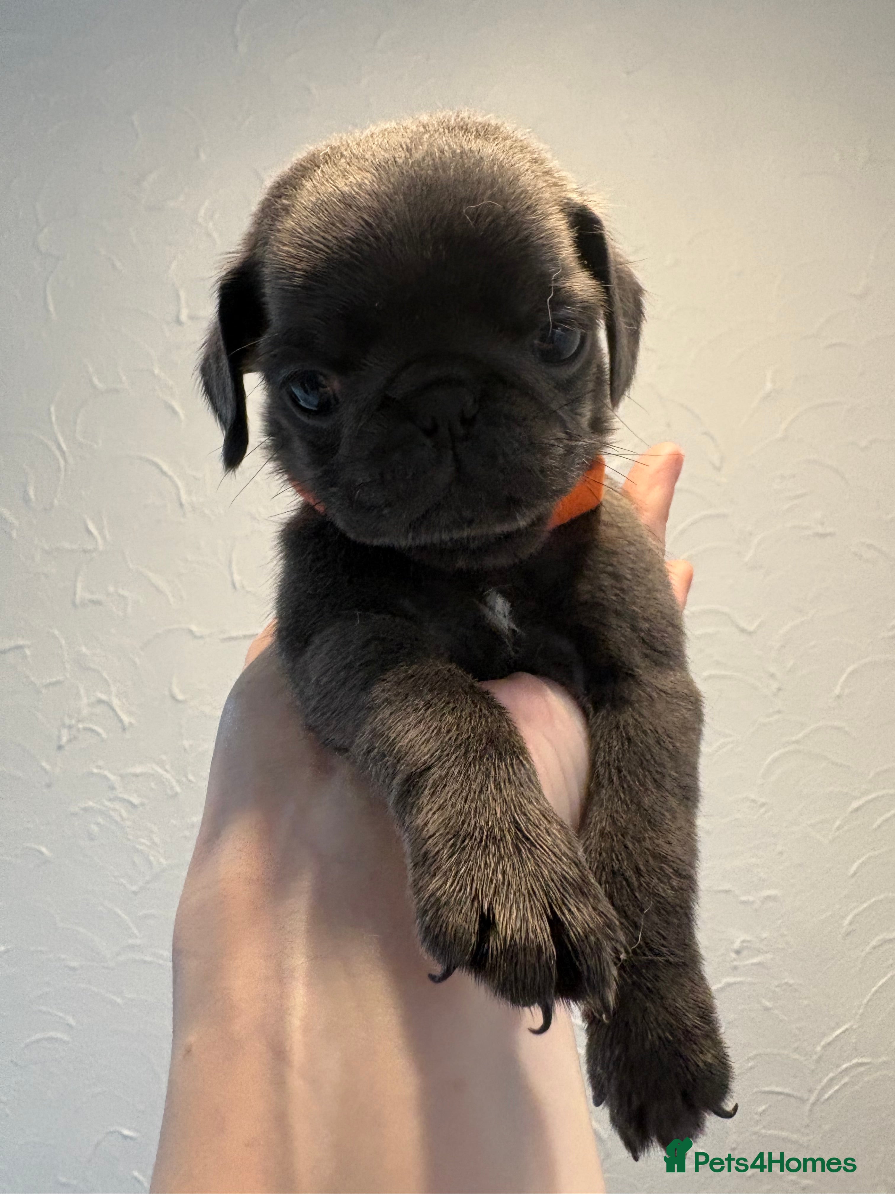 Pug dogs Pug Puppies - Advert 2