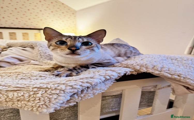 Bengal cats Duke - Snow bengal  - Advert 2