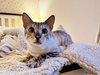 Bengal cats Duke - Snow bengal - Advert 1