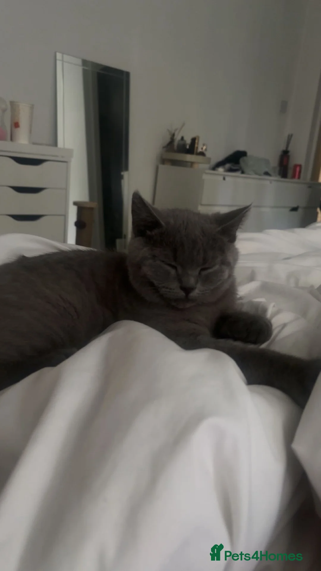 British Shorthair cats for sale: This is baby Ash  - Advert 4
