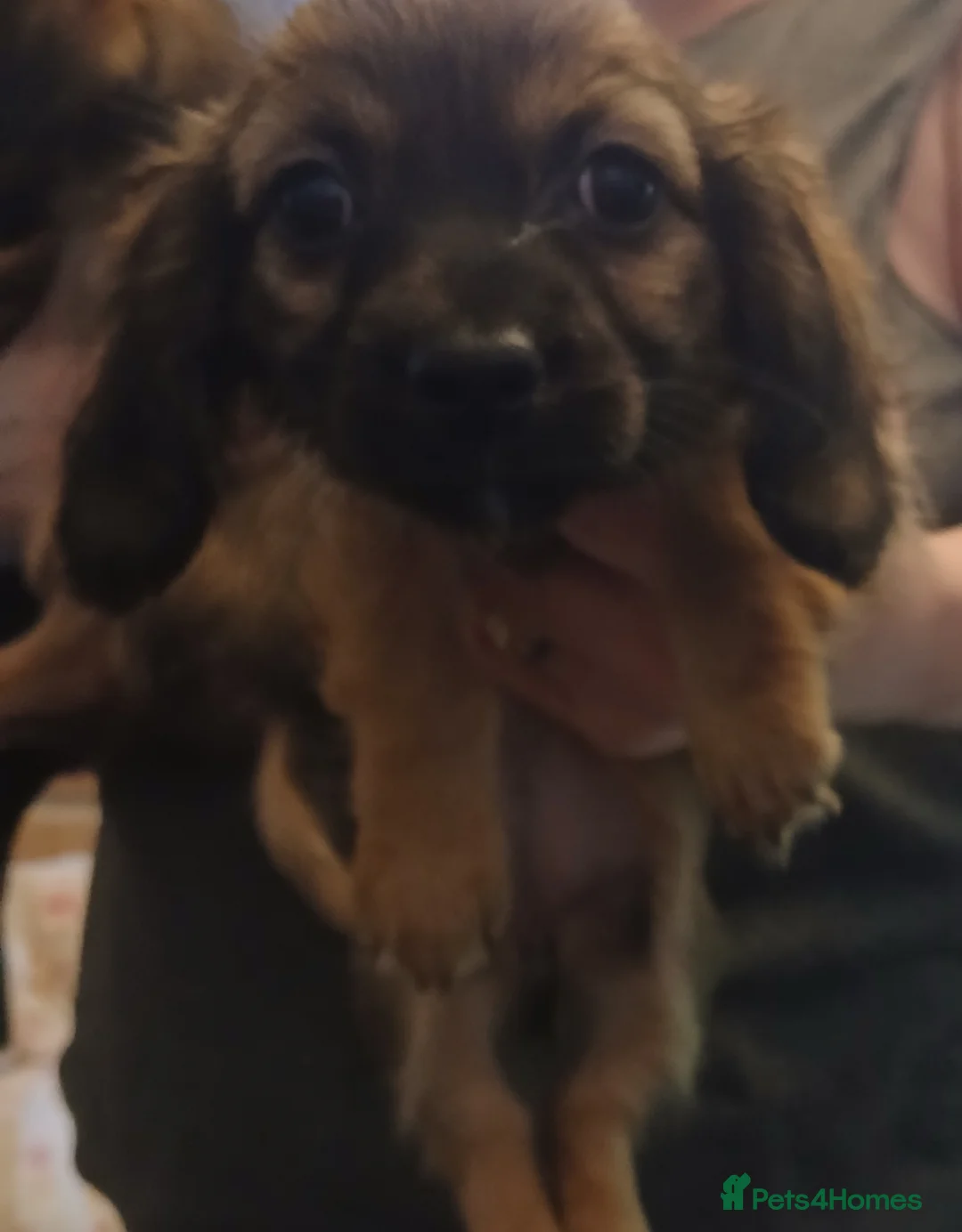 Chiweenie dogs for sale: 2 female chiweenies in Bellshill - Advert 8