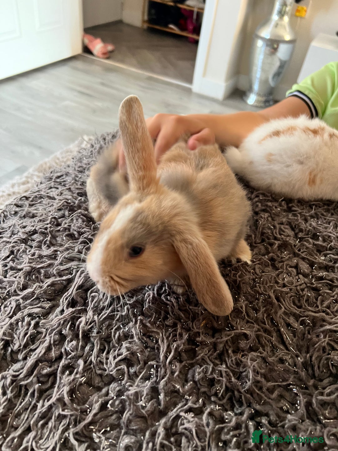 Dwarf Hotot rabbits for sale: Bunnies  in Newark - Image 6