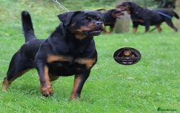 Rottweiler dogs for sale: Top KC Registered Rottweiler Puppies For Sale - Image 9