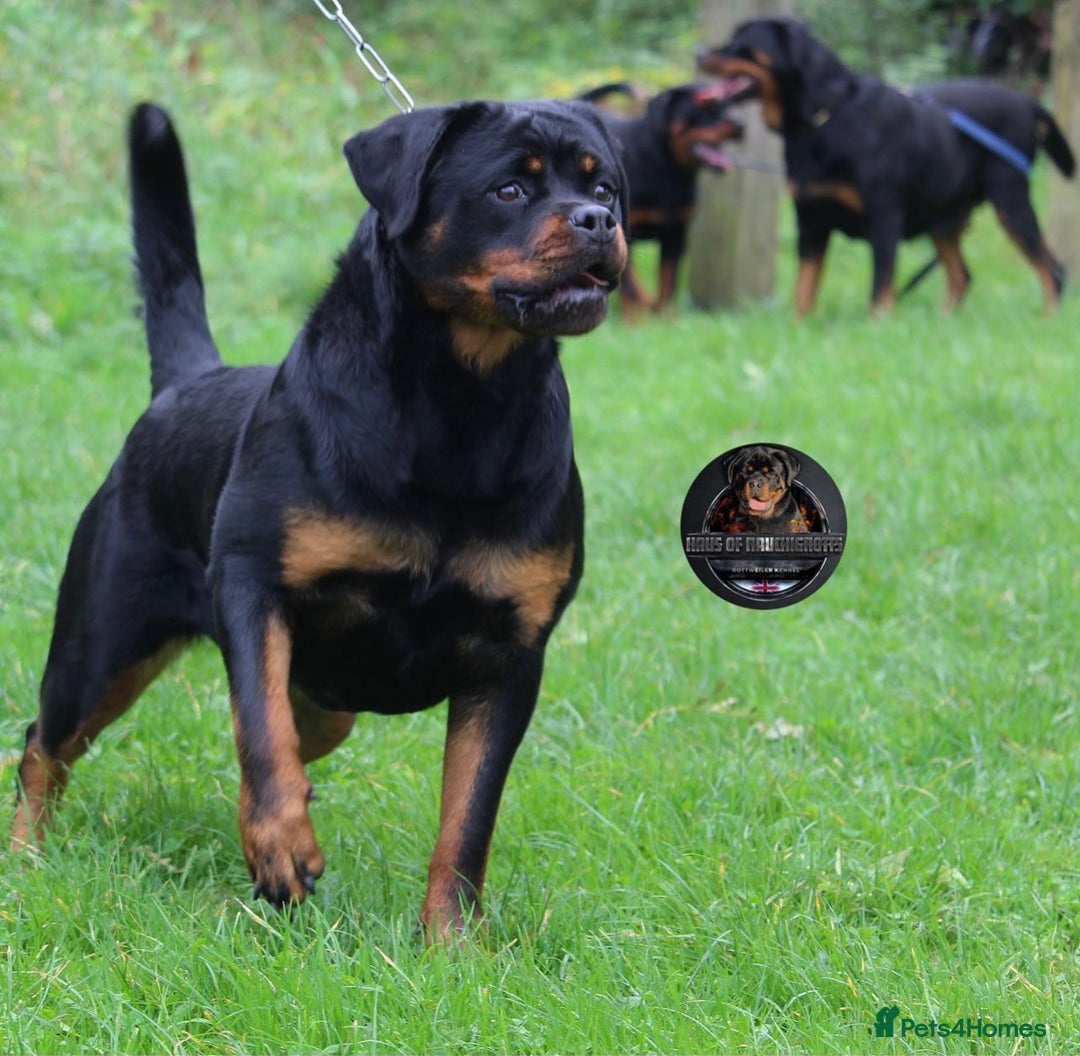 Rottweiler dogs for sale: Top KC Registered Rottweiler Puppies For Sale - Image 9