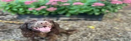 Sprocker dogs for sale: Ella is looking for a forever home  - Advert 5