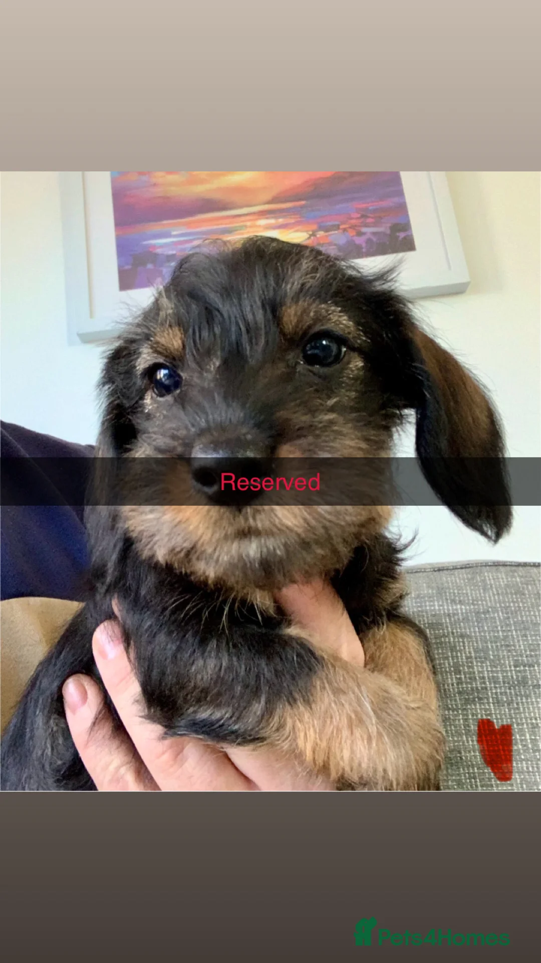 Miniature Dachshund dogs for sale: Miniature wirehaired daschunds - Advert 11