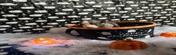 Whippet dogs for sale: Pedigree whippet puppies  in Crook - Advert 7