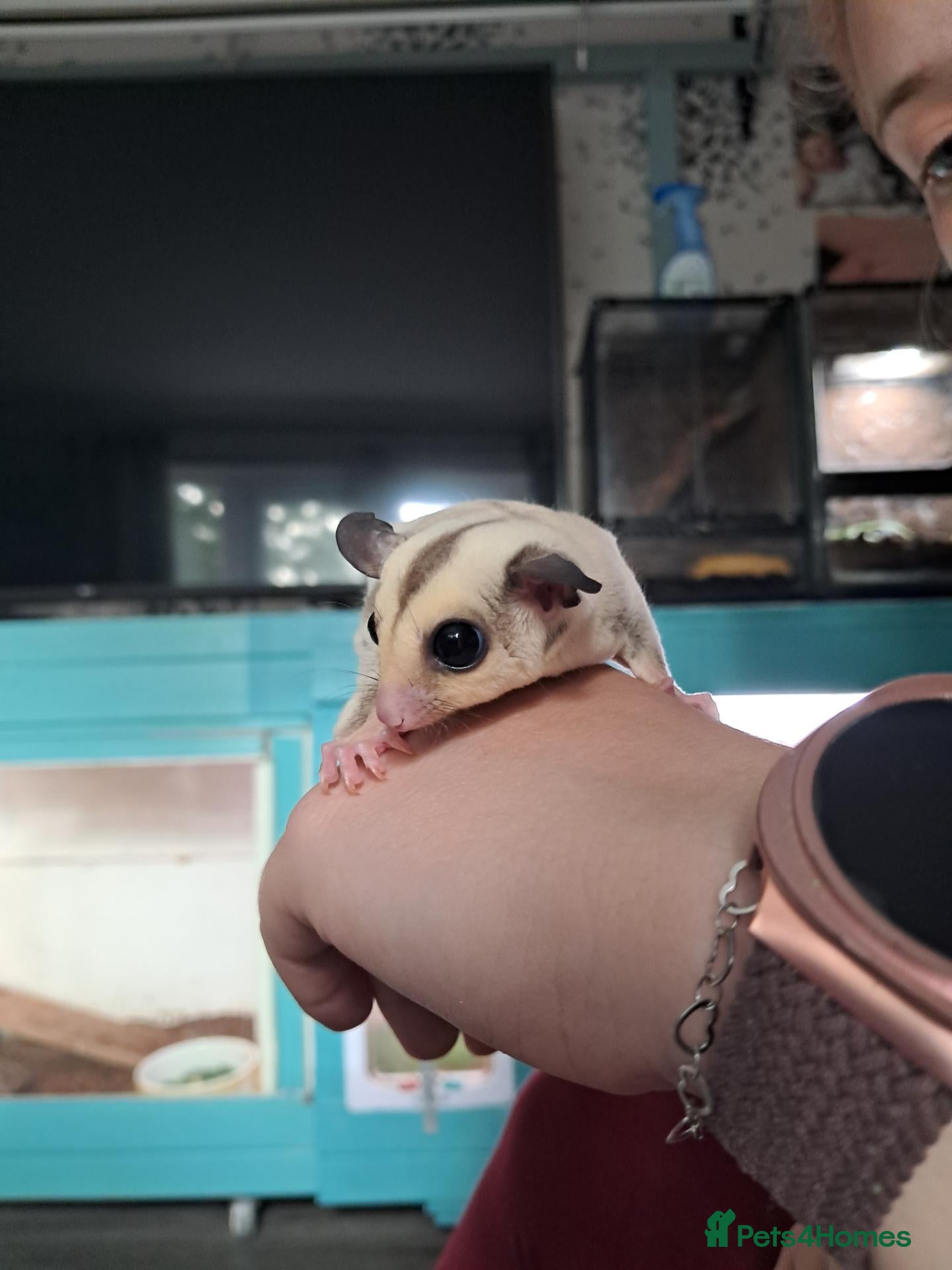 Sugar Glider rodents Sugar Glider Joey Platinum het Leucistic - Advert 3