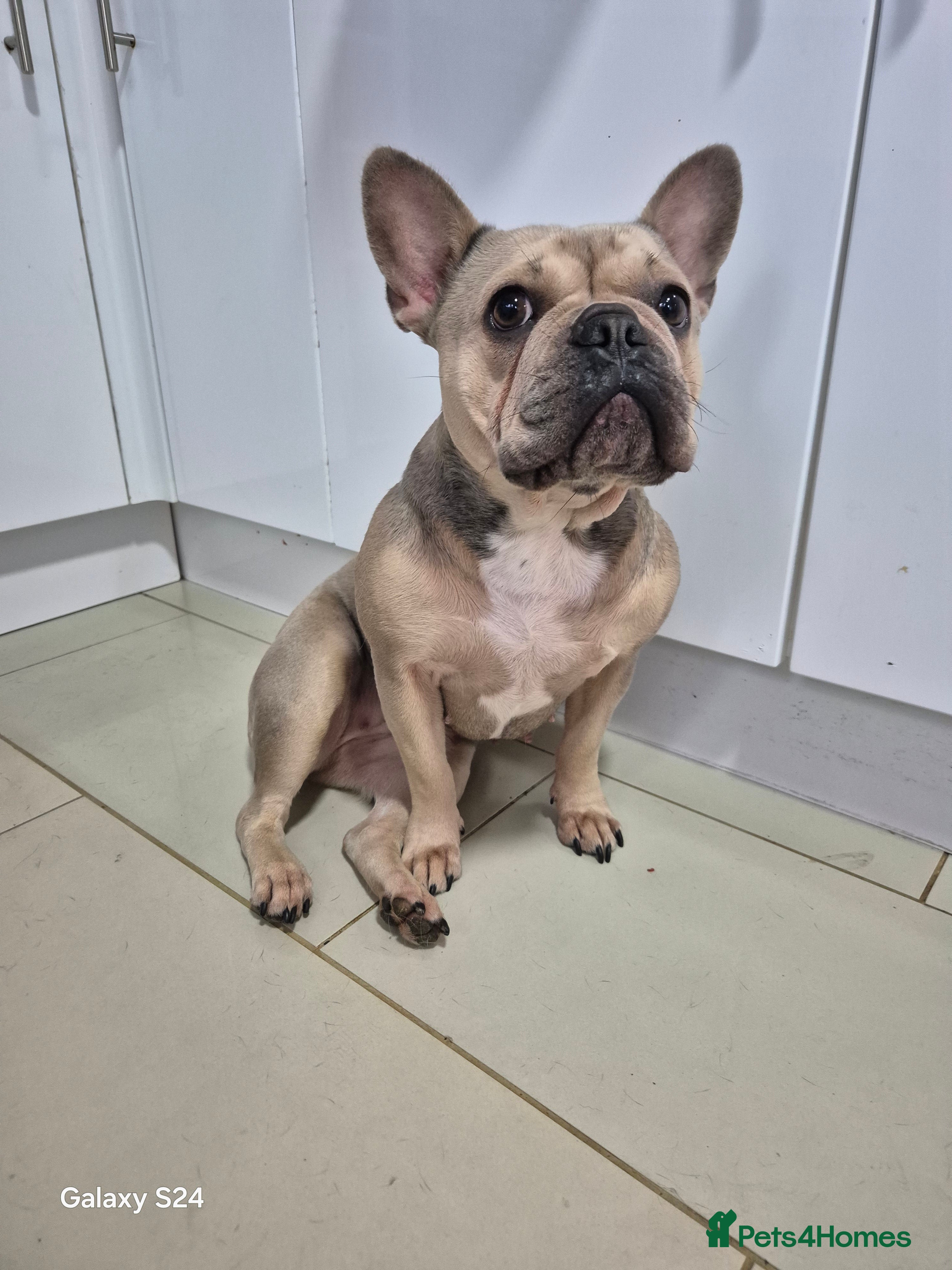 French Bulldog dogs Female French bulldog - Advert 2