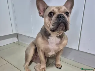 French Bulldog dogs Female French bulldog - Advert 2
