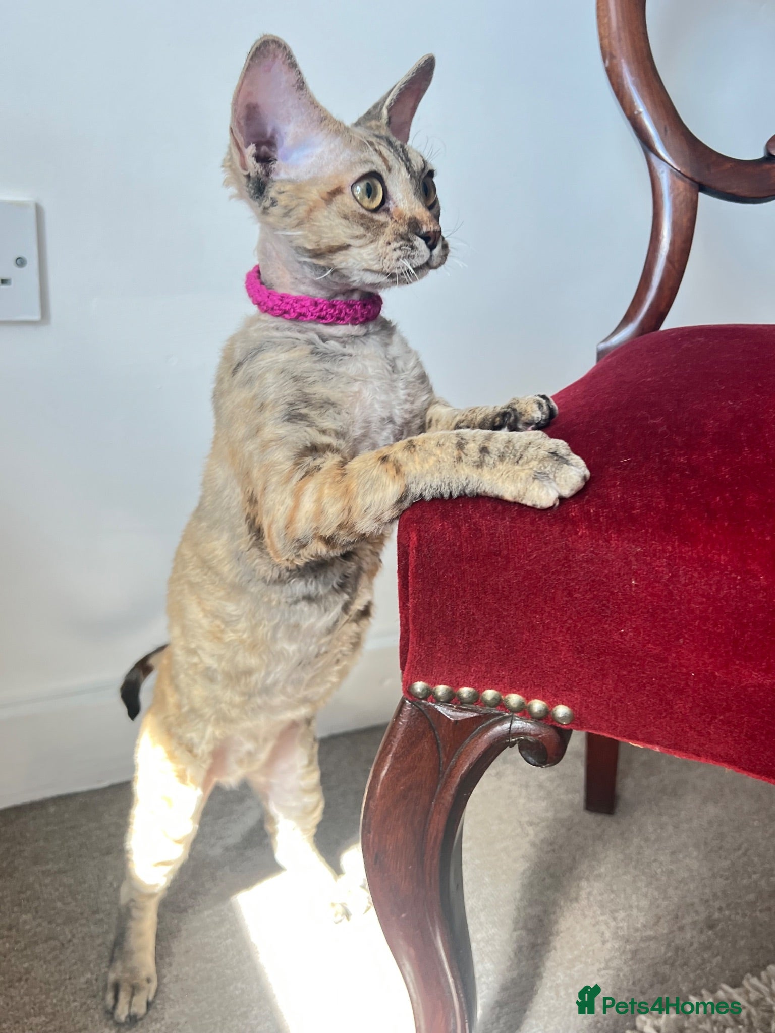 Devon Rex cats ❤️ OUR LAST GIRL FROM OUR SPRING LITTER  - Advert 3