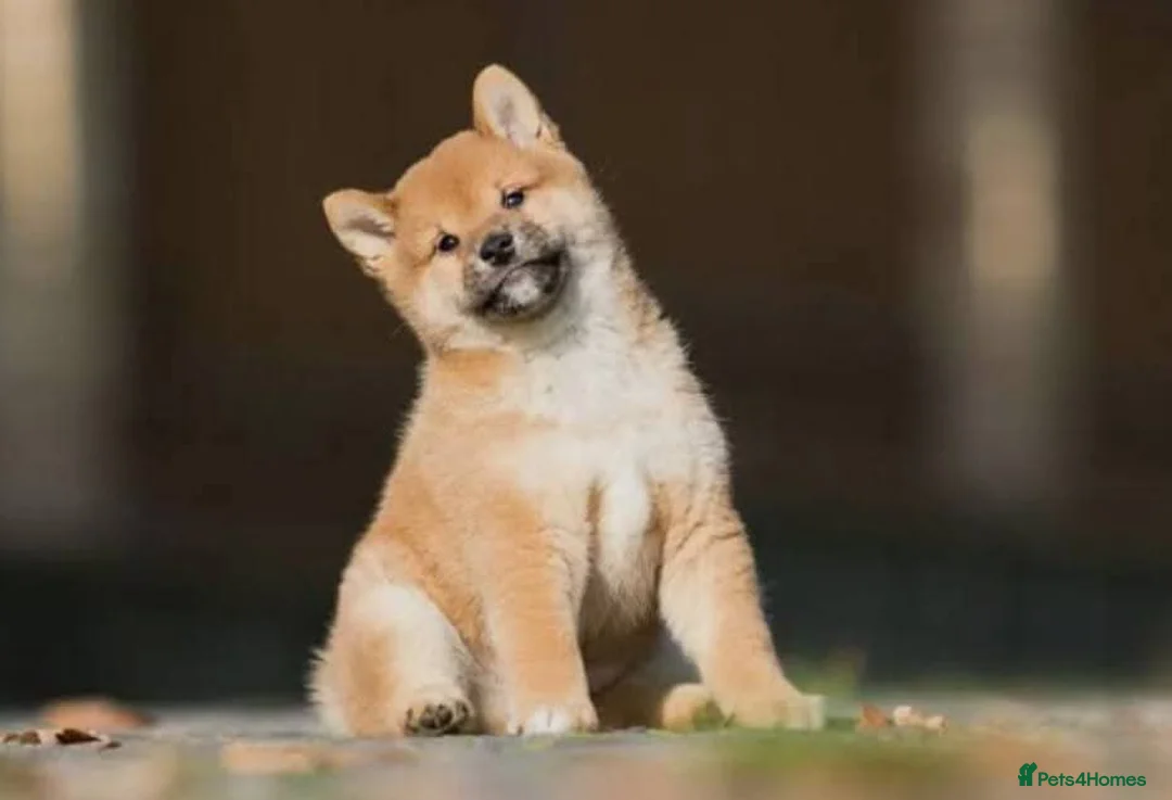Japanese Shiba Inu dogs for sale: L háve shiba inú female  - Advert 2