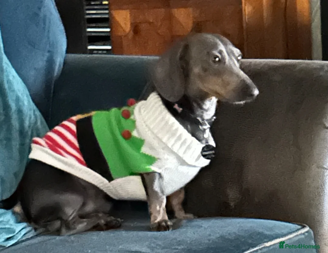 Miniature Dachshund dogs for sale: Miniature Dachshund Dog in Lampeter - Advert 2