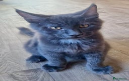 Maine Coon cats for sale: 🌟Ready now🌟 3 large Maine coons active available - Image 28