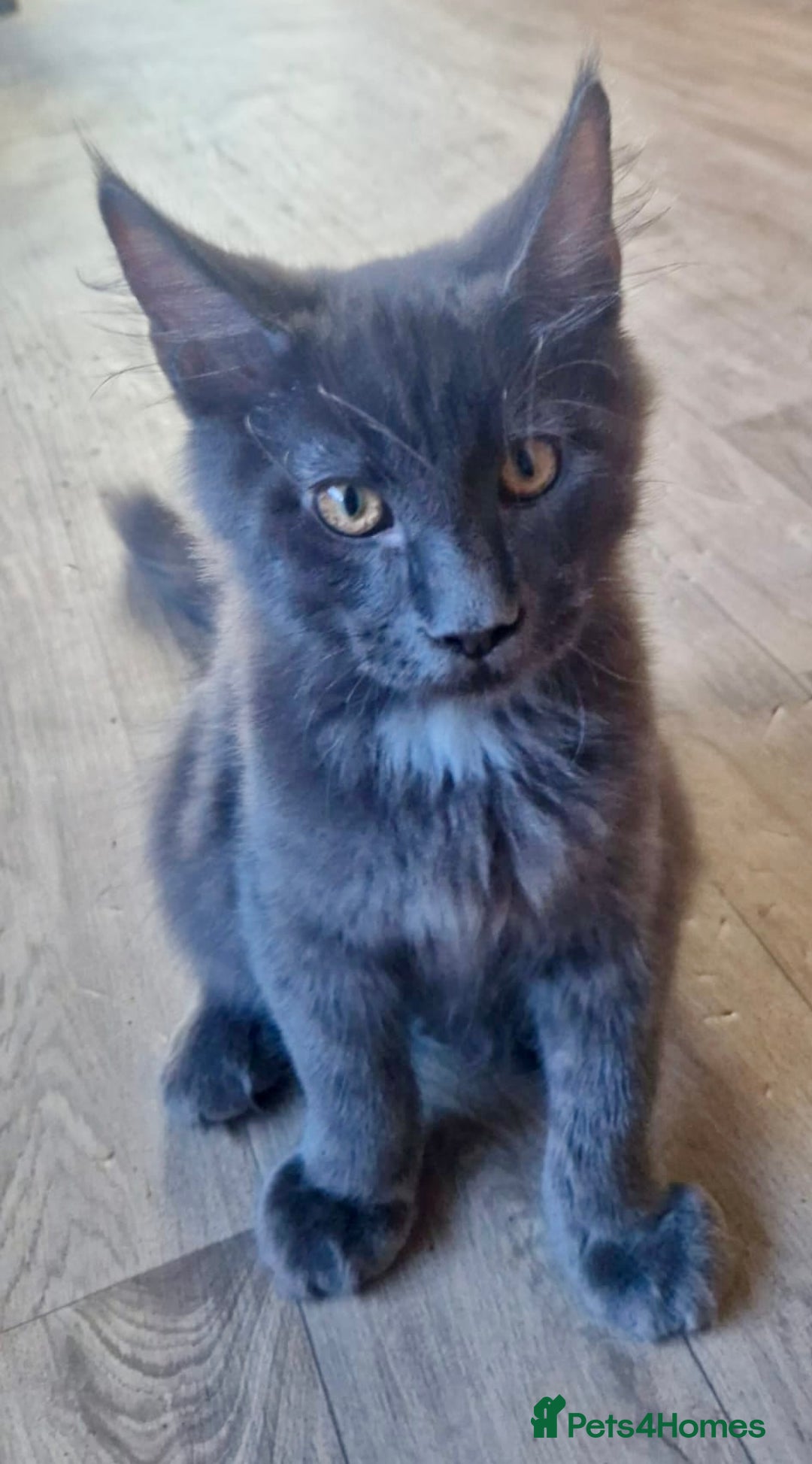 Maine Coon cats for sale: 🌟Ready now🌟 3 large Maine coons active available - Image 28