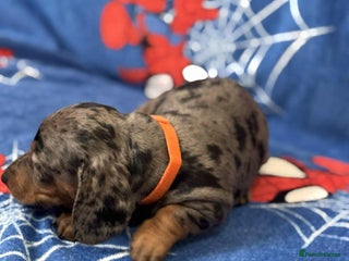 Miniature Dachshund dogs Miniature dachshund - Advert 18