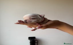 French Bulldog dogs for sale: French bull dogs for sale  - Image 11