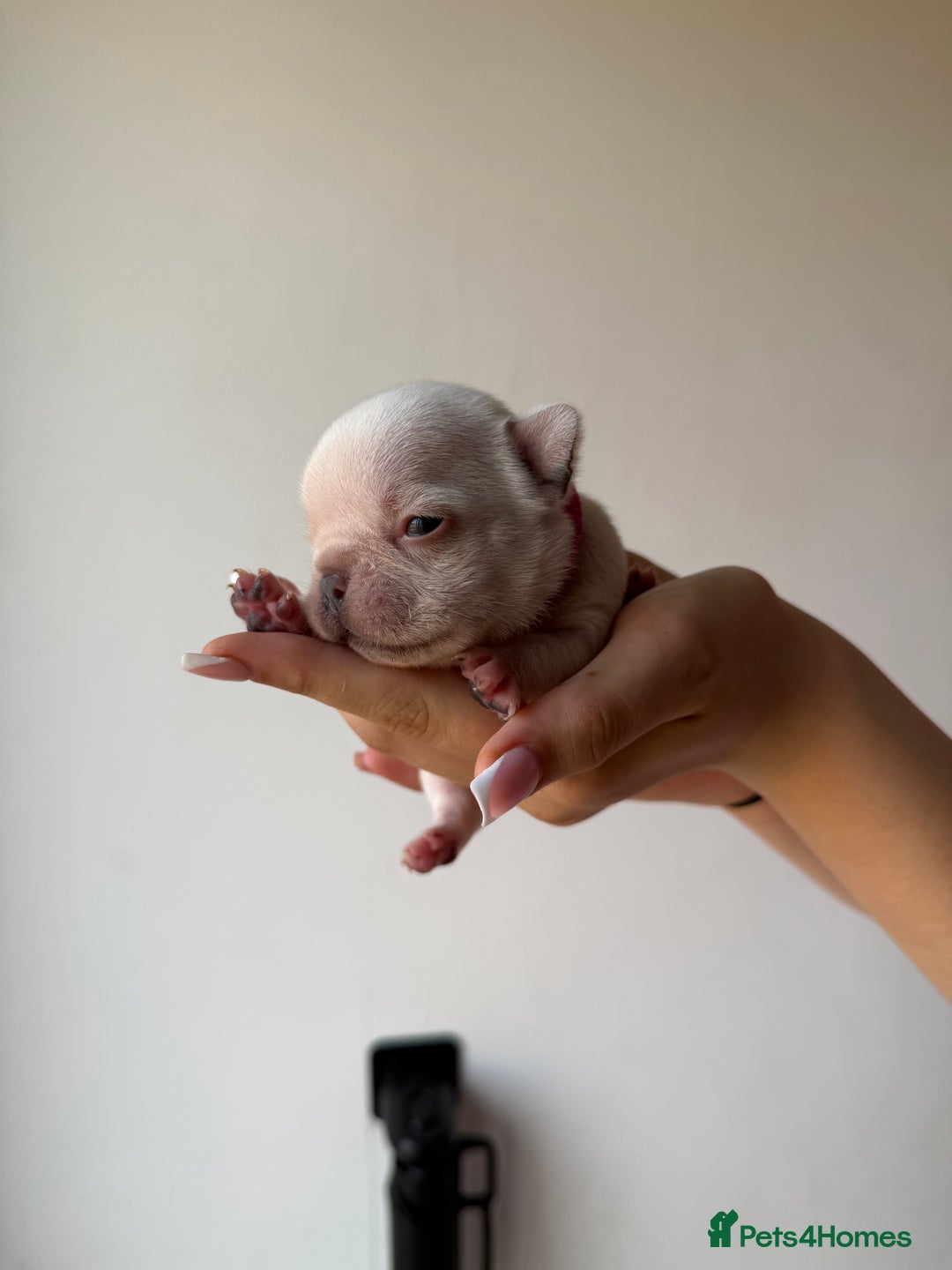 French Bulldog dogs for sale: French bull dogs for sale  - Image 11